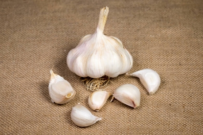 Picture of Garlic Bulbs Mersley Wight (Softneck) - Delivery From Mid Oct